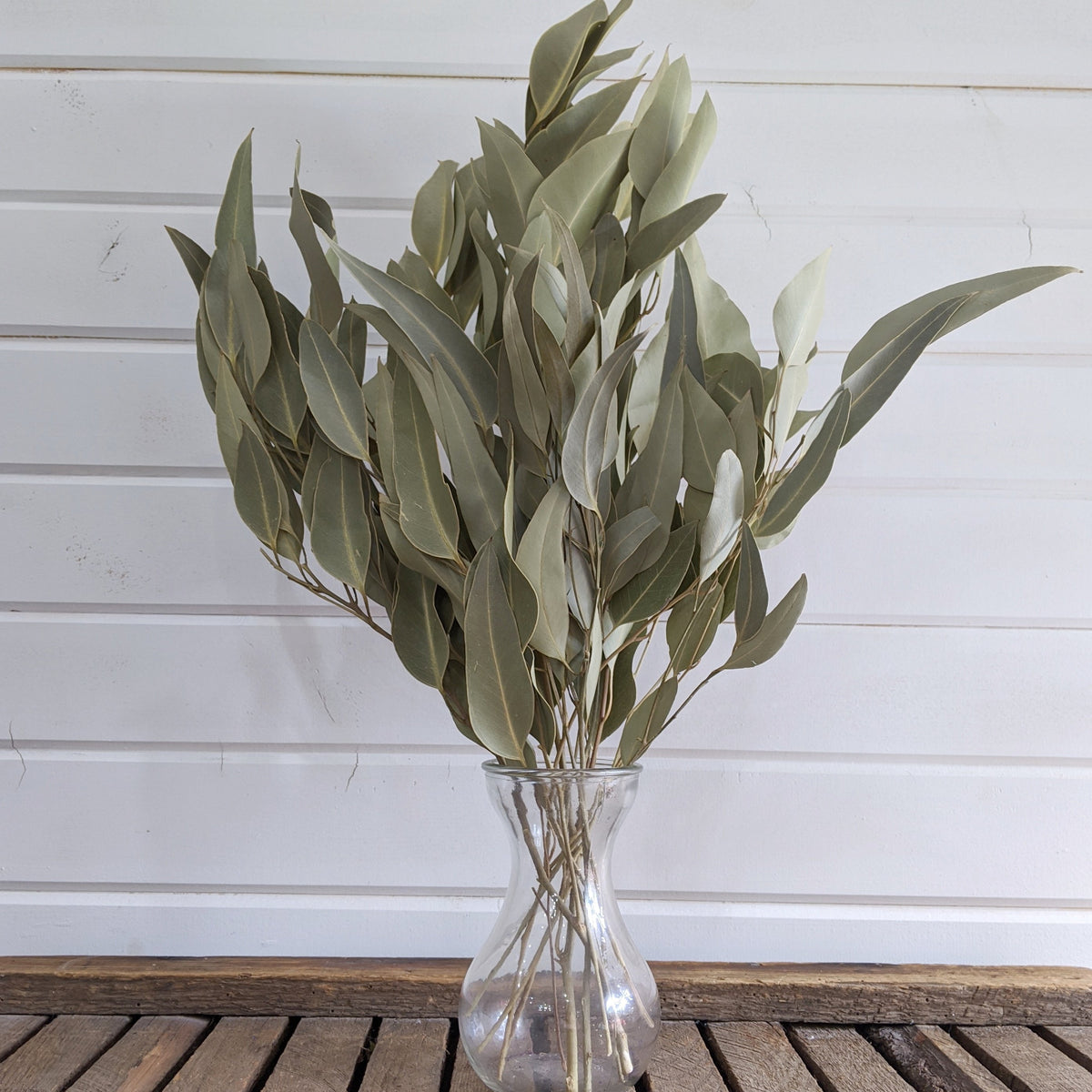 Willow Eucalyptus - dried natural _sola_wood_flowers