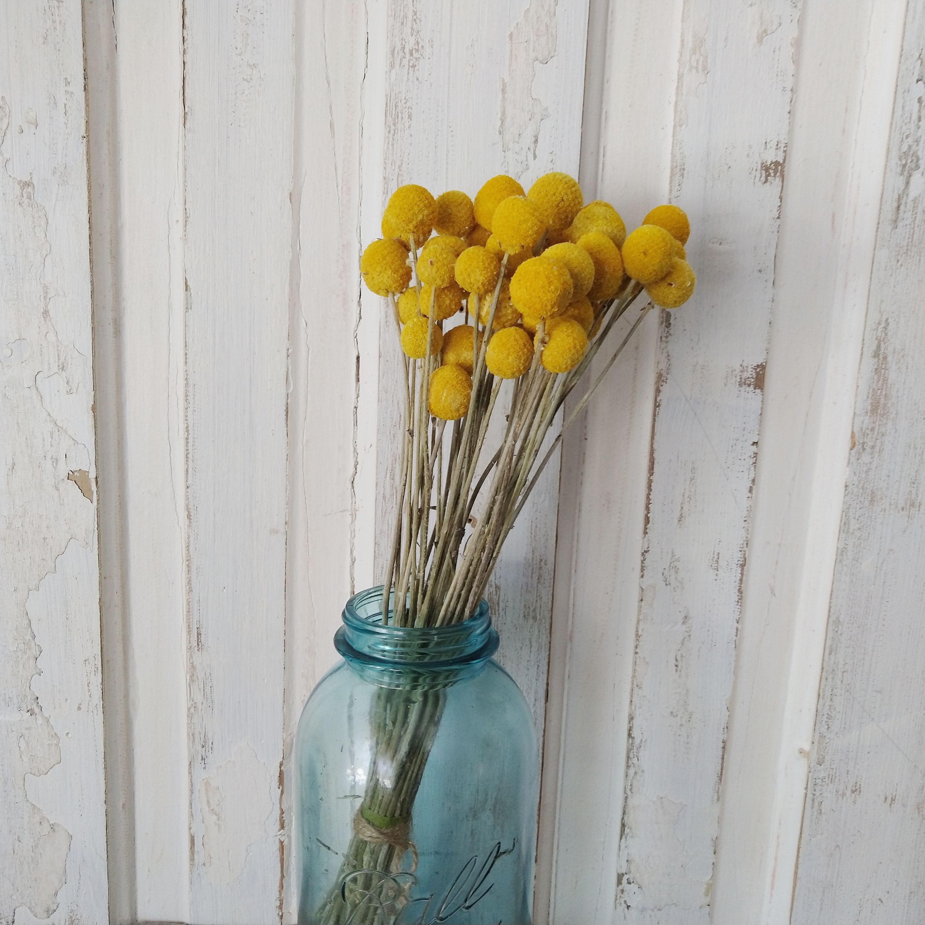 Billy Balls - Natural Gold -Dried - 3 oz _sola_wood_flowers