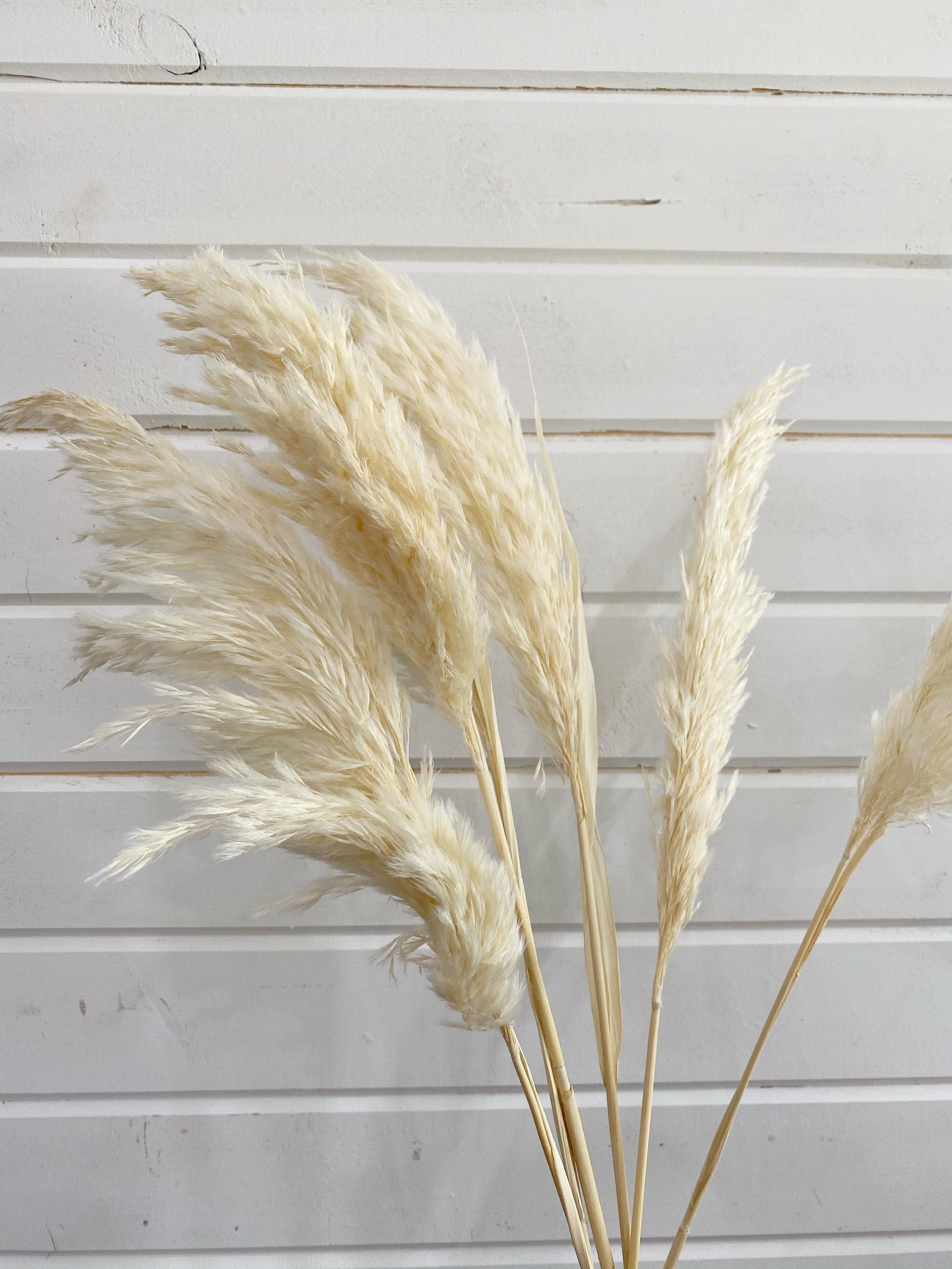 Pampas Grass- White _sola_wood_flowers