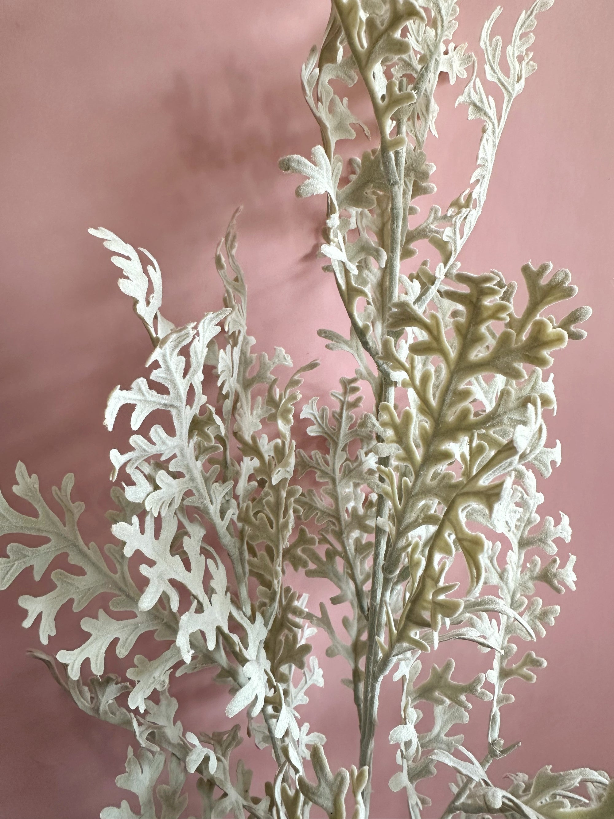 Dusty Miller Lacey Leaf Sage | Artificial