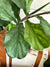 Fiddle Leaf Fig Garland | 6 feet | Artificial