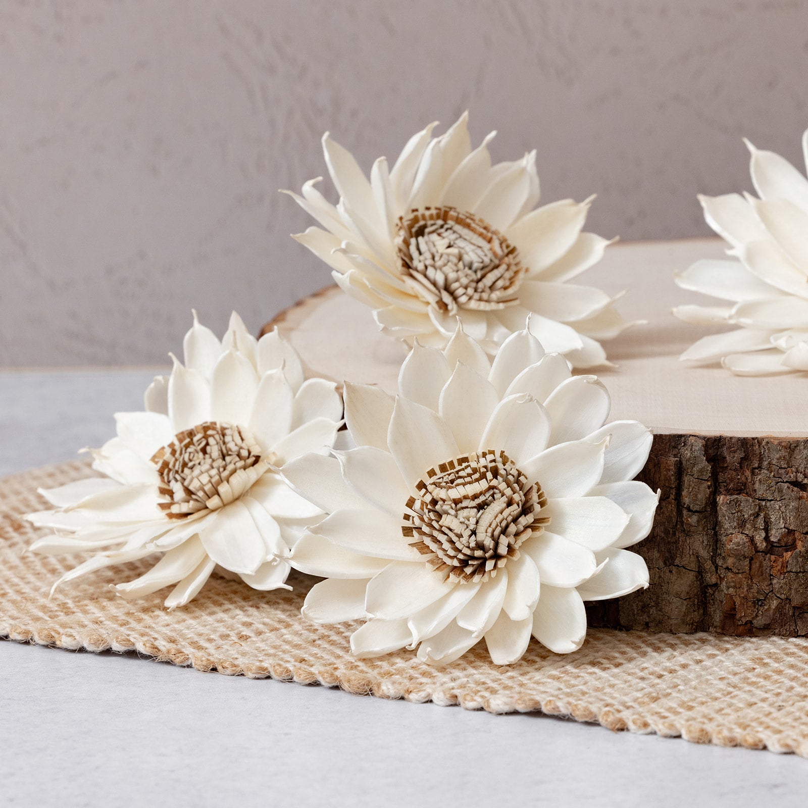 Wyette Sunflower -  3 inches