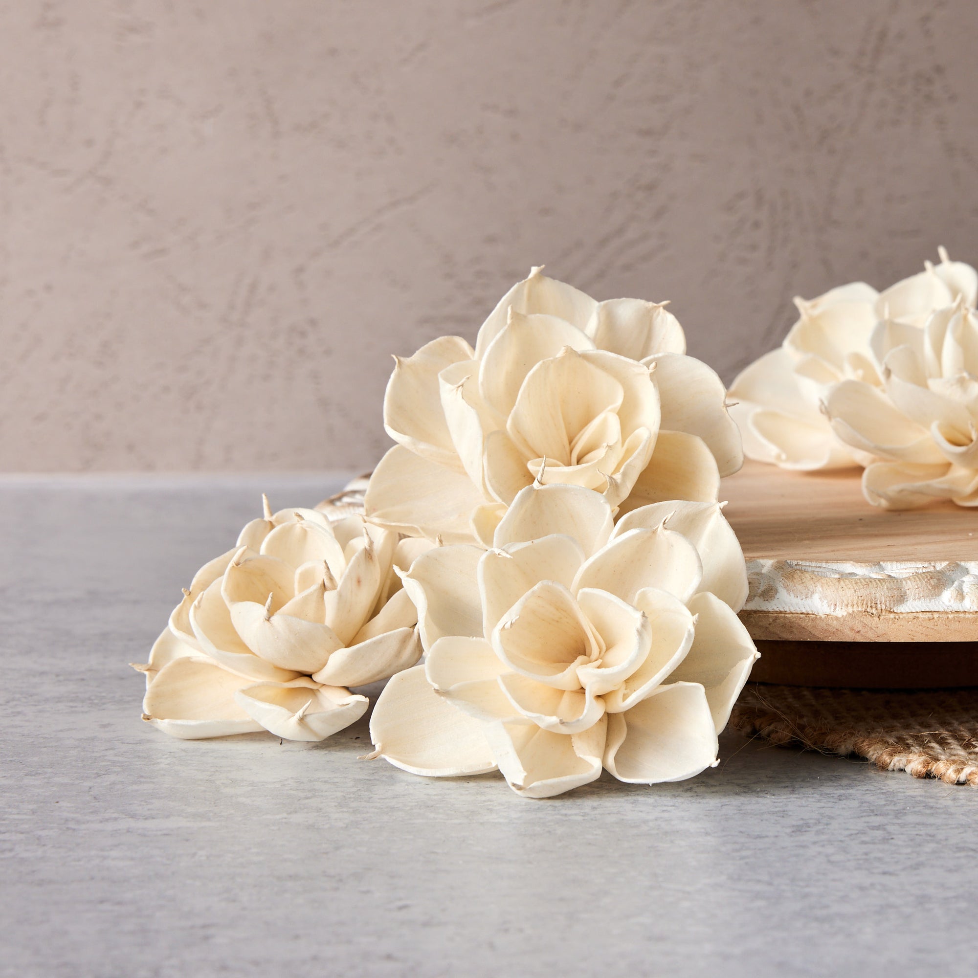 Mature Dahlia™ set of 12
