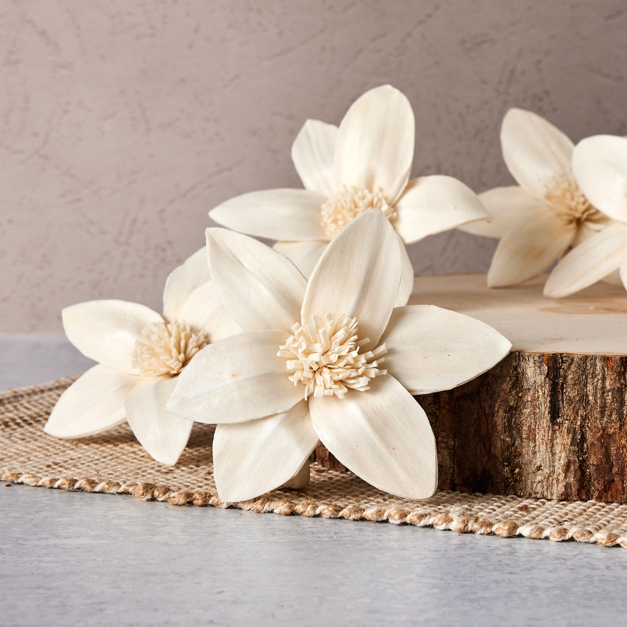 lily white star flower Star Lily - set of 12