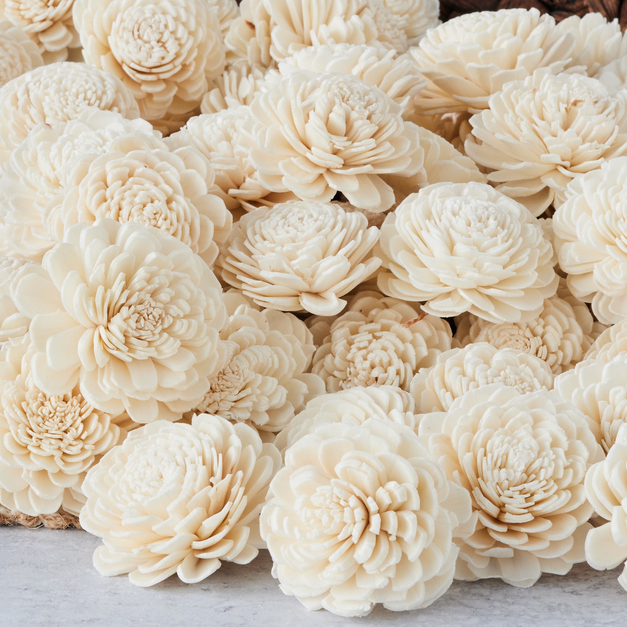 Marigold - Bulk Wholesale 100 Pack- 1.5 inches