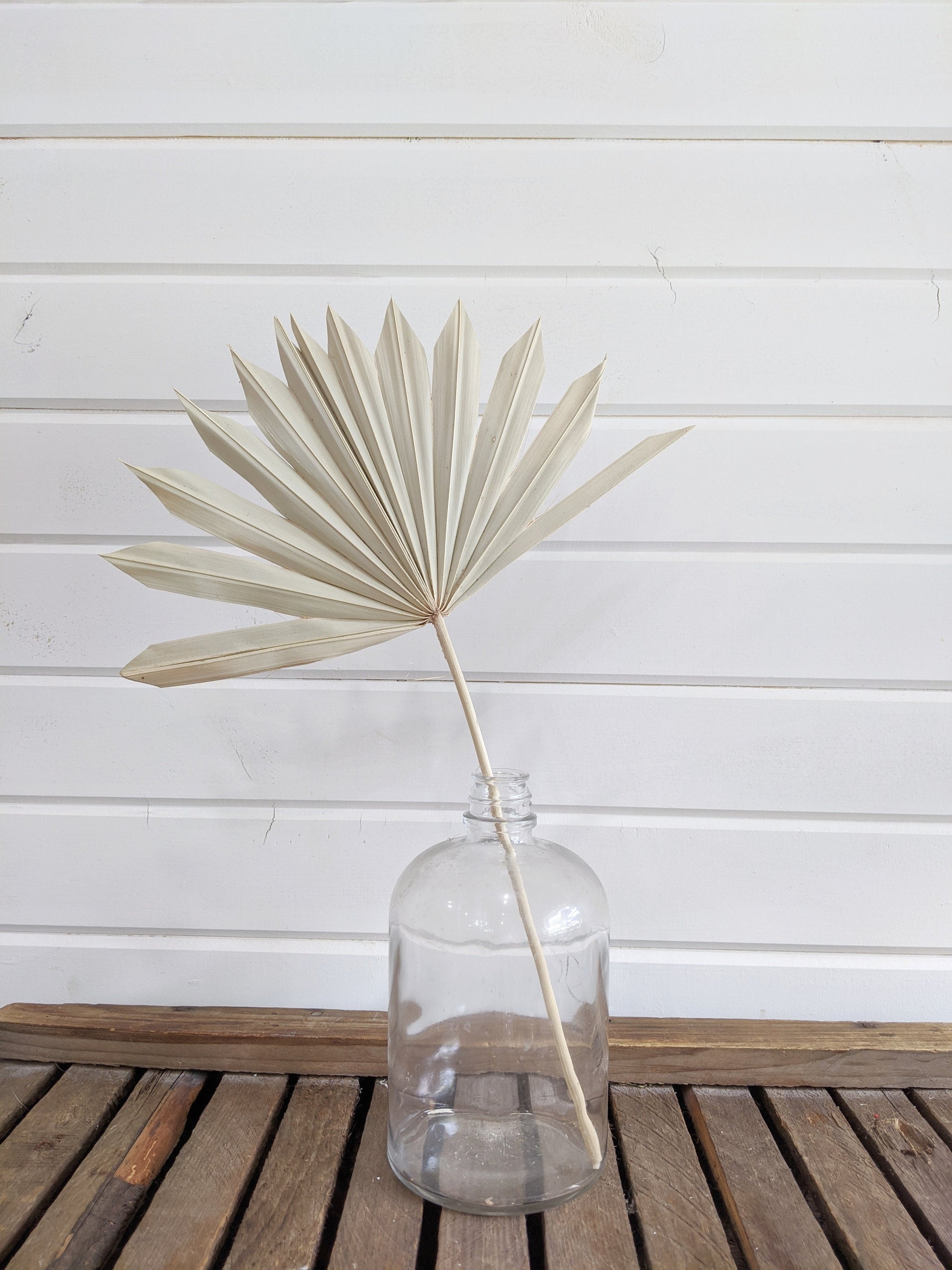 Palms -Dried _sola_wood_flowers
