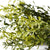 New England Boxwood Bush