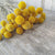 Billy Balls - Natural Gold -Dried - 3 oz _sola_wood_flowers