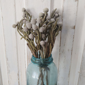 Brunia Albiflora- Dried - 5 oz _sola_wood_flowers
