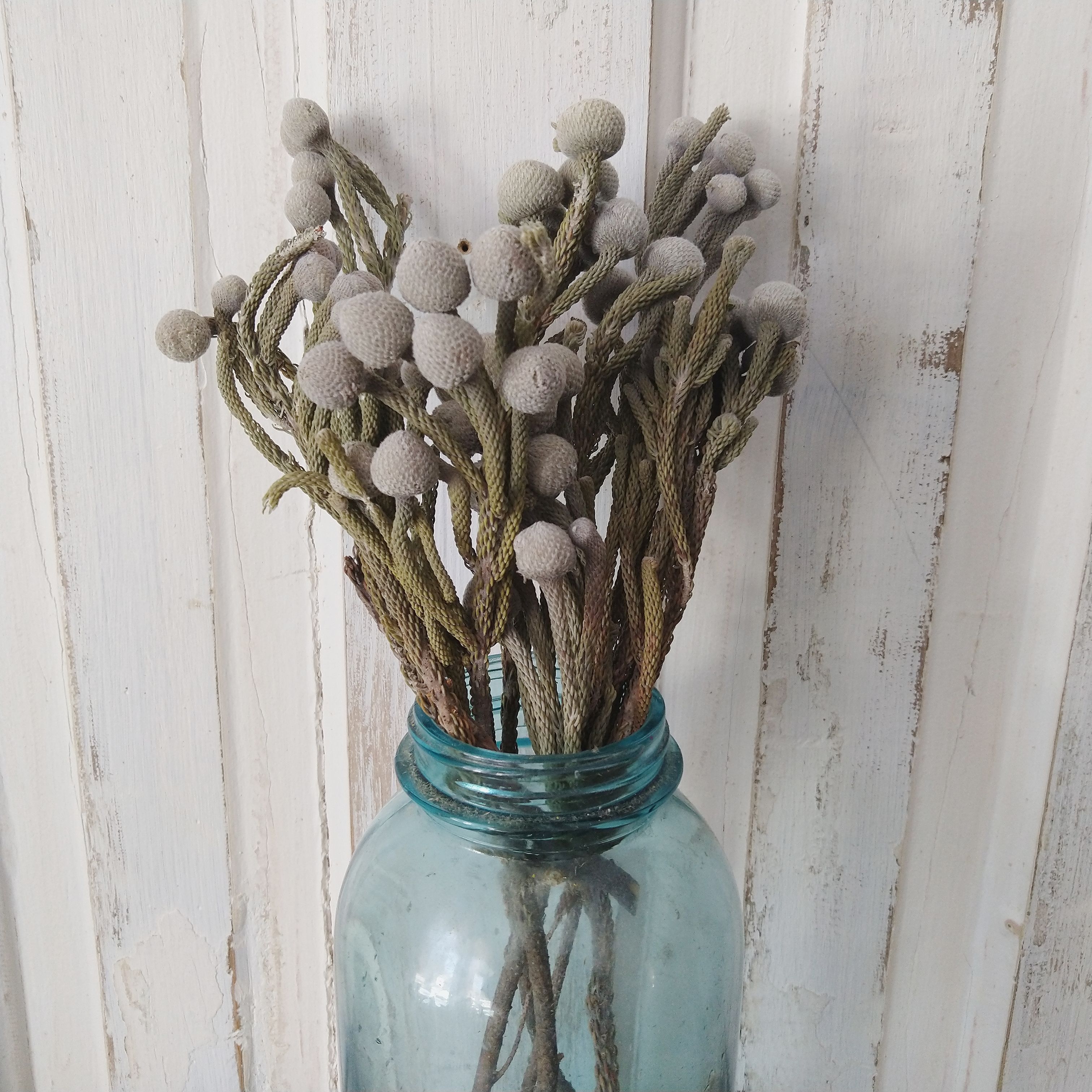 Brunia Albiflora- Dried - 5 oz _sola_wood_flowers