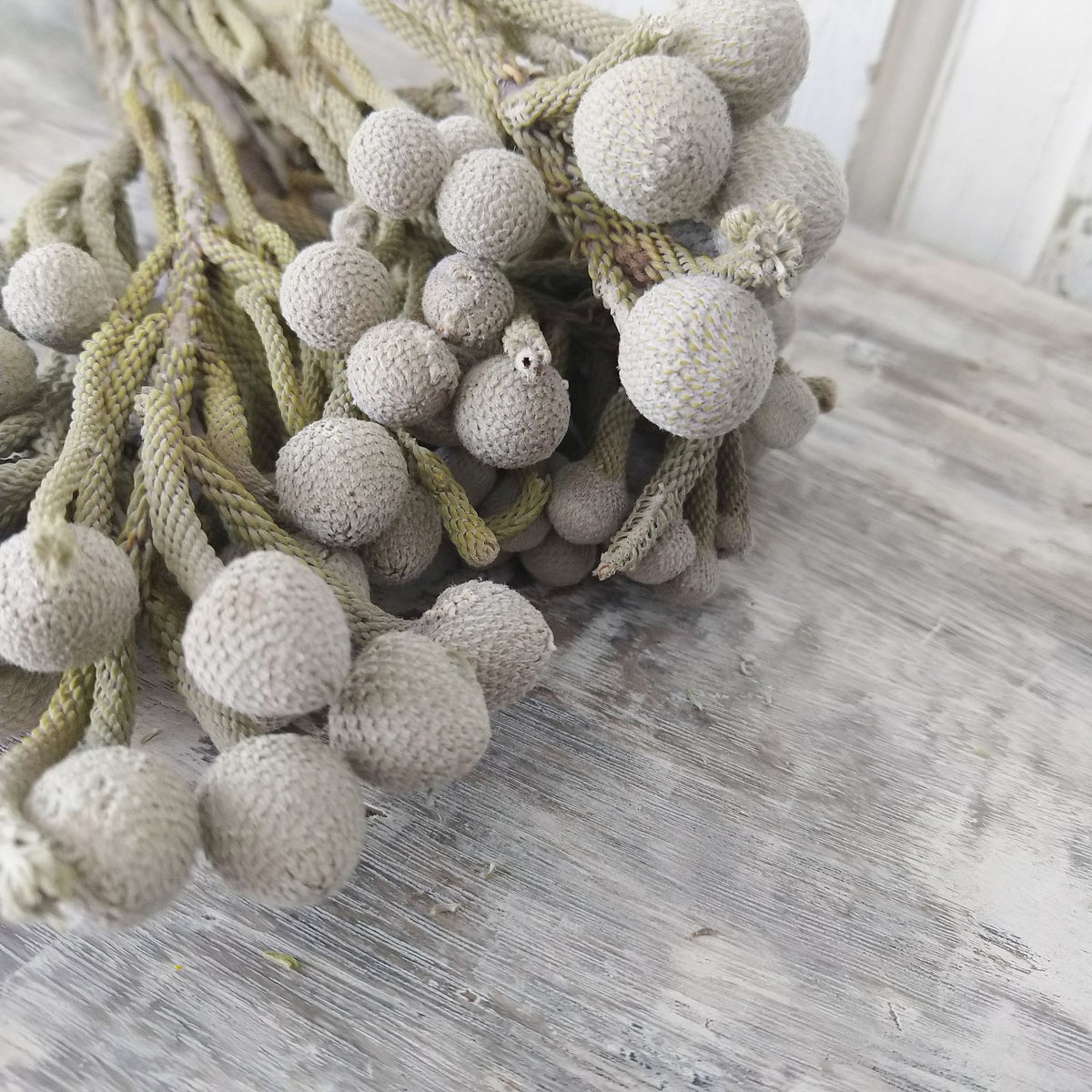Brunia Albiflora- Dried - 5 oz _sola_wood_flowers