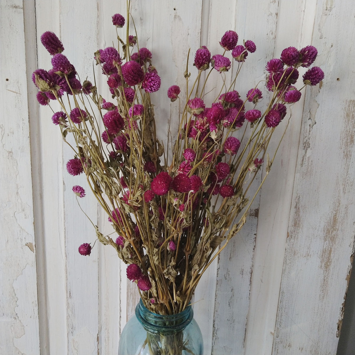 Globe Amaranth - Purple - Dried- 4oz _sola_wood_flowers
