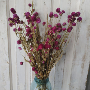 Globe Amaranth - Purple - Dried- 4oz _sola_wood_flowers