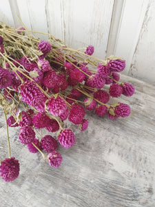 Globe Amaranth - Purple - Dried- 4oz _sola_wood_flowers