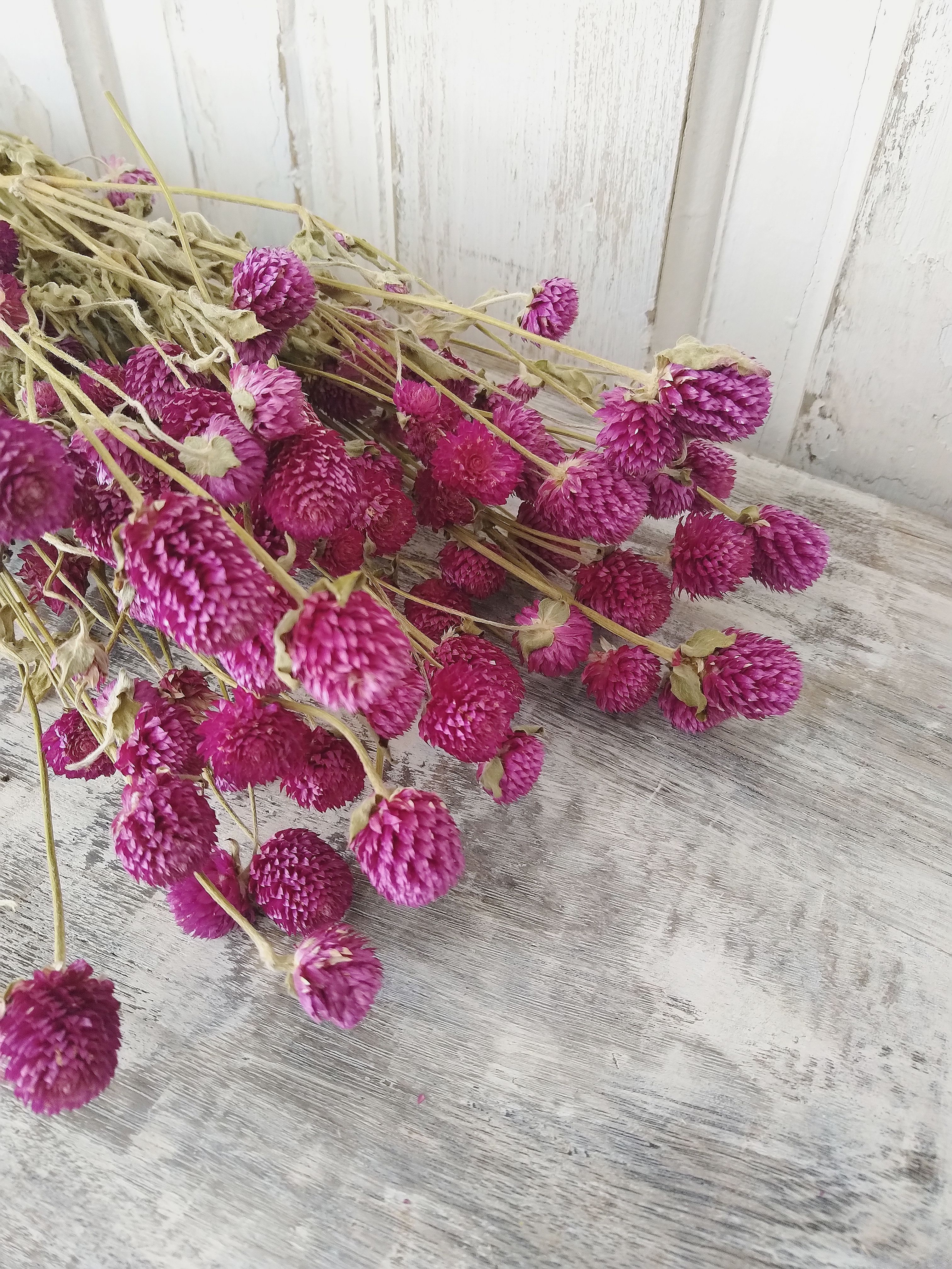 Globe Amaranth - Purple - Dried- 4oz _sola_wood_flowers