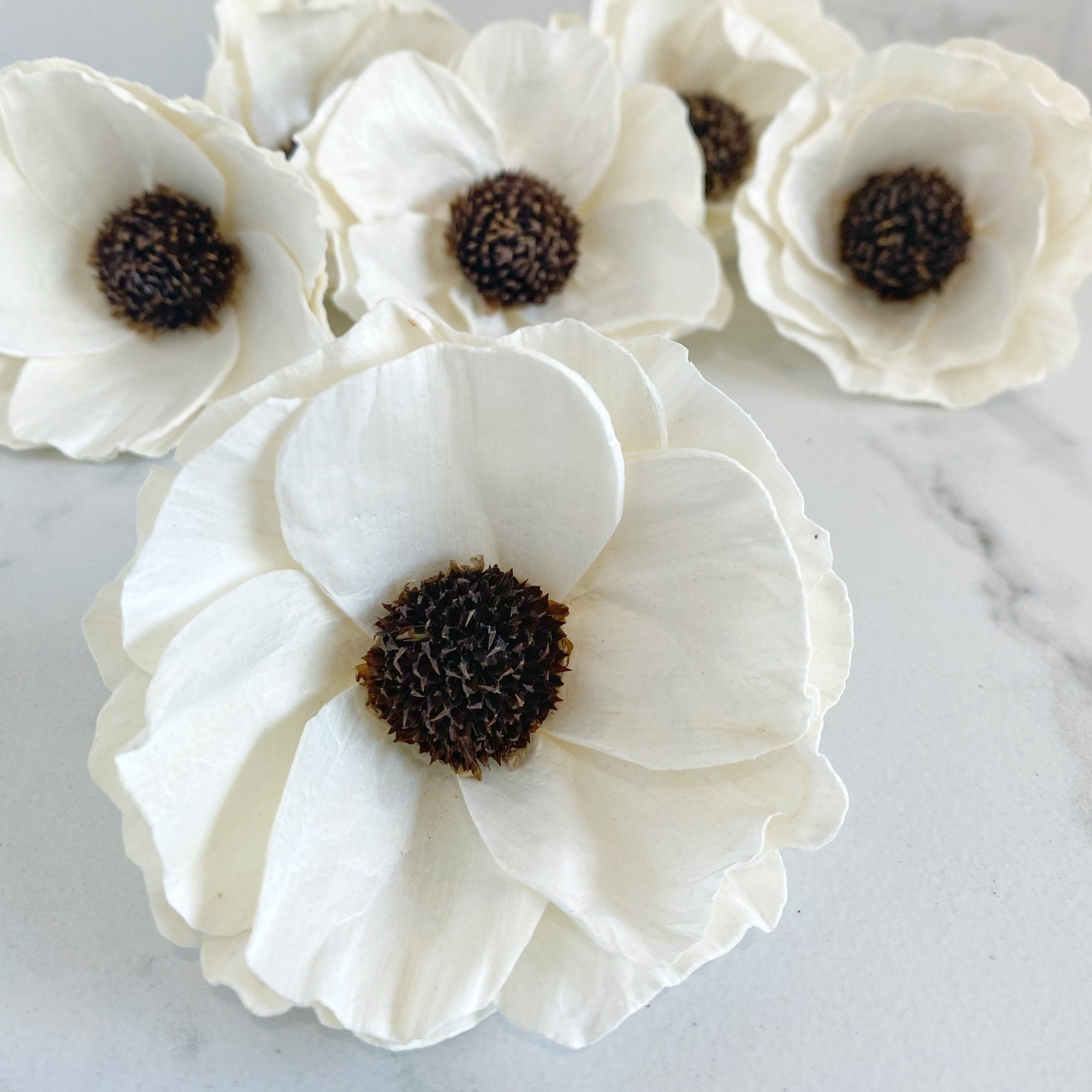 Papaver ™ | set of 6 | 3 inches