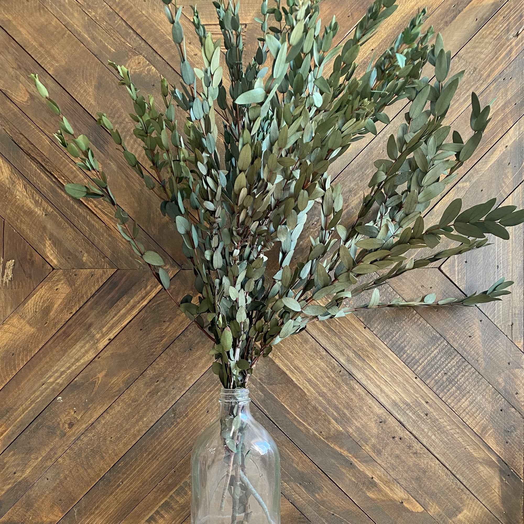 Teardrop Eucalyptus - preserved