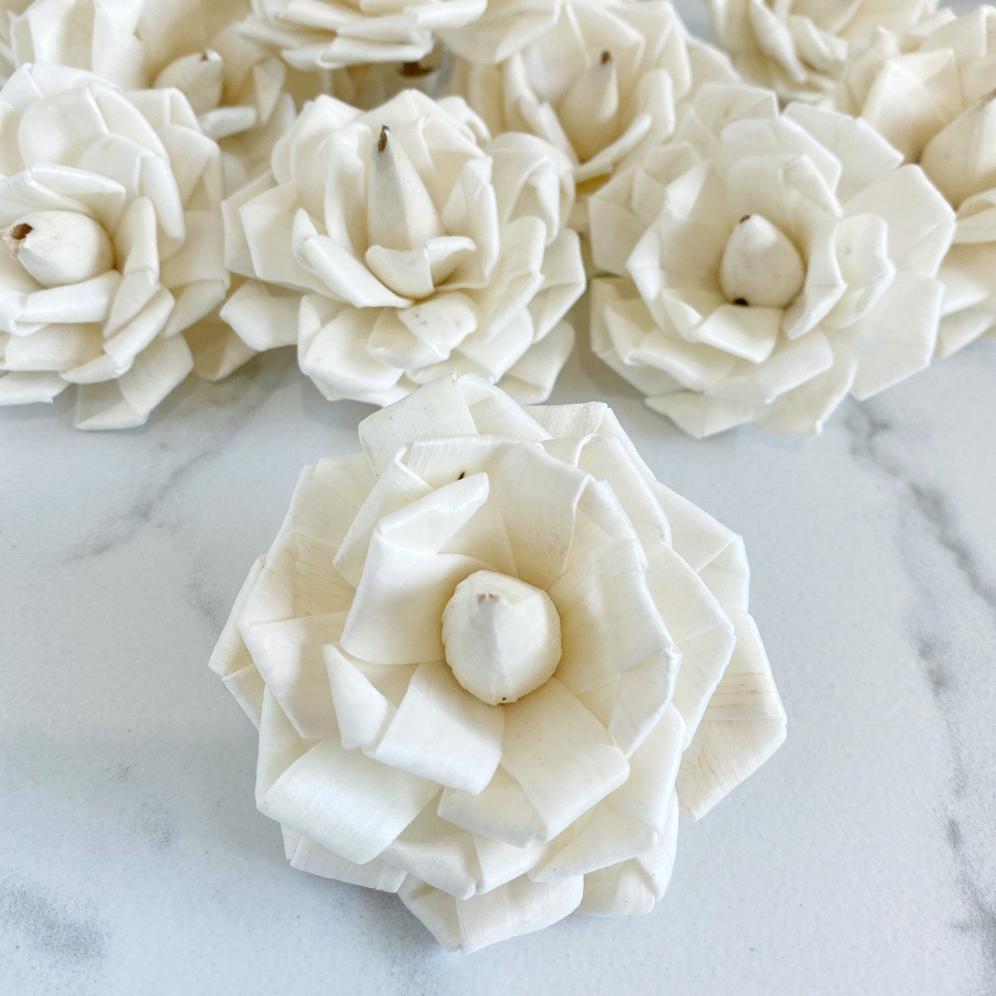 Blooming Clara ™ | set of 12 | 2.5 inches