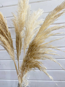 Pampas Grass- Dried/Natural _sola_wood_flowers
