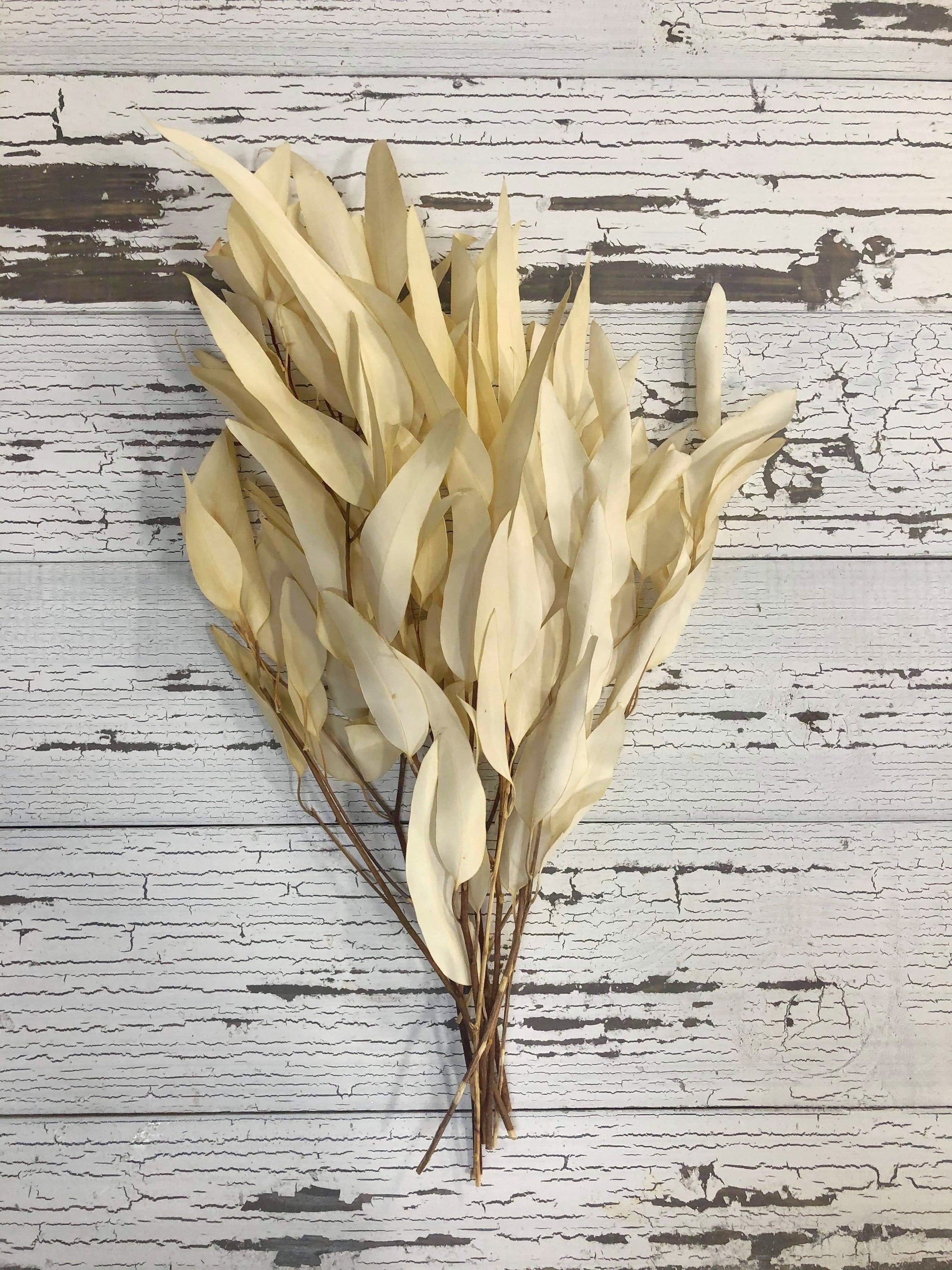 Willow Eucalyptus -Preserved Bleached
