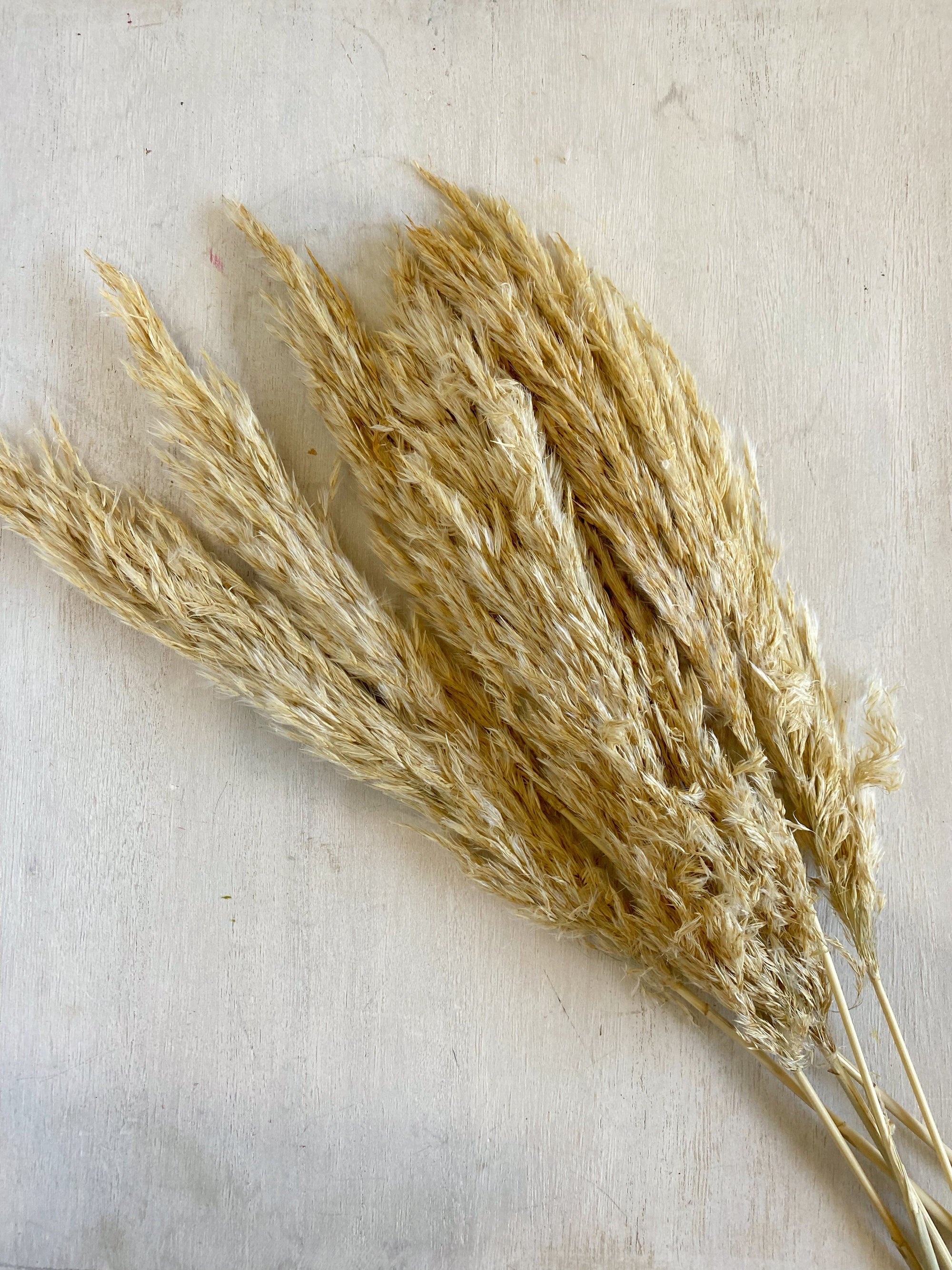 Pampas Grass- Dried/Natural - Add-on