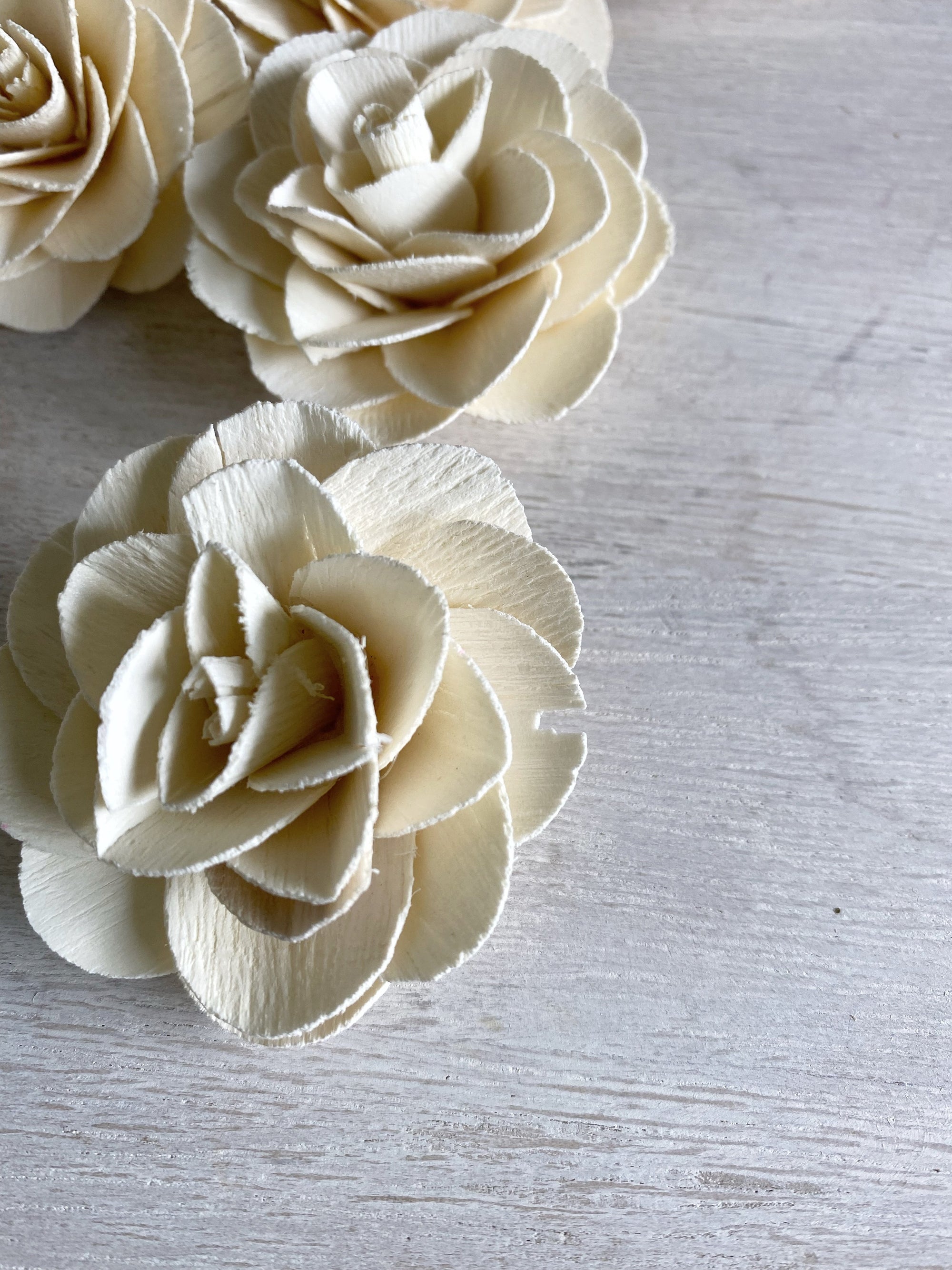 Chip Rose™ Rose  - set of 12-  2.5 inches