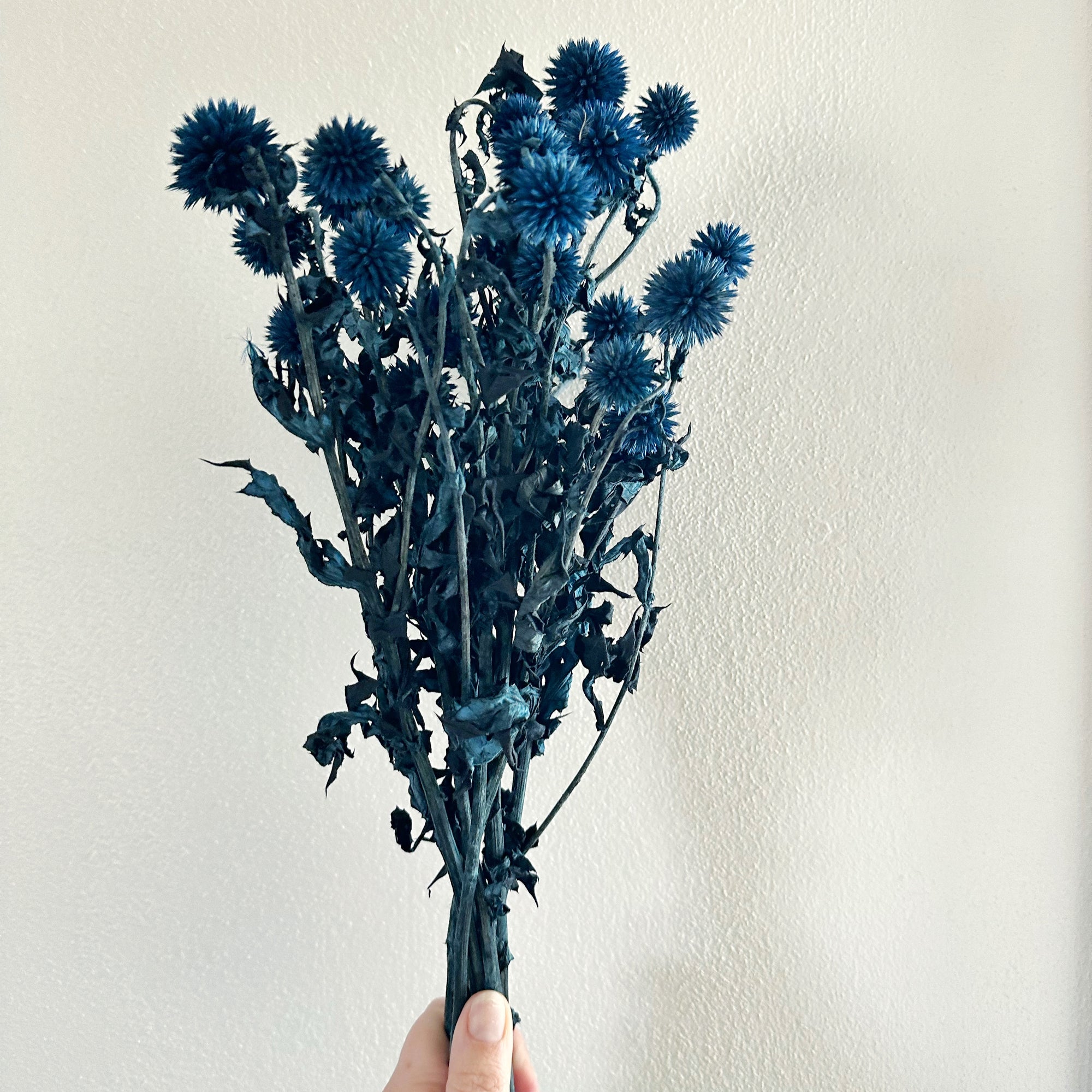 Blue Echinops | Dried and Dyed Filler