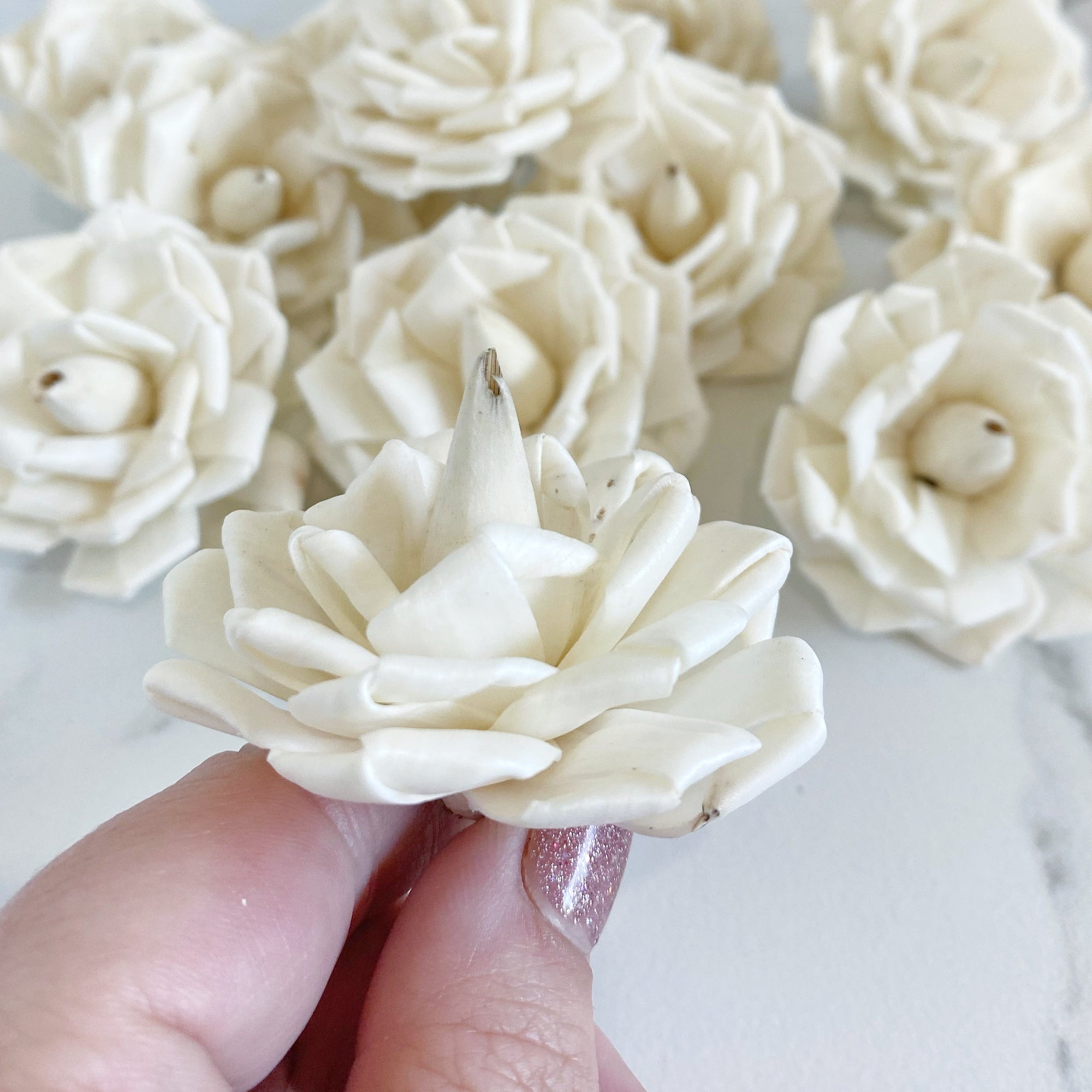 Blooming Clara ™ | set of 12 | 2.5 inches