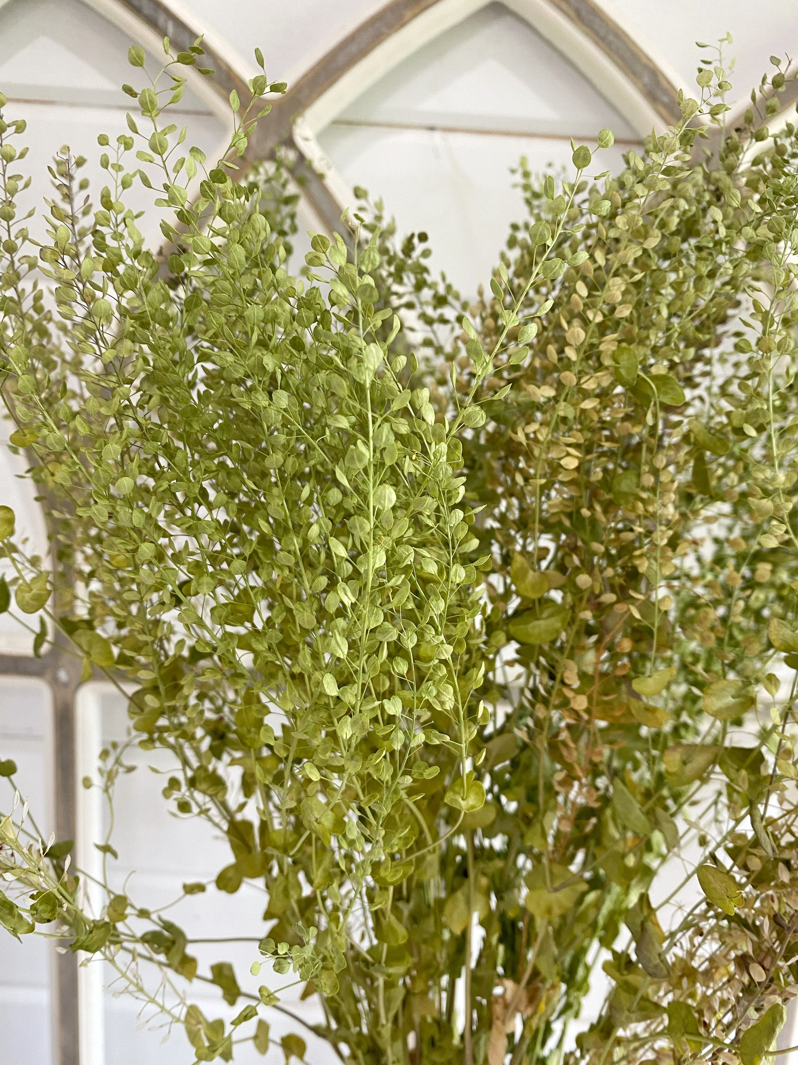 Dried/Preserved Greenery + Filler - Oh! You're Lovely - Sola Wood Flowers