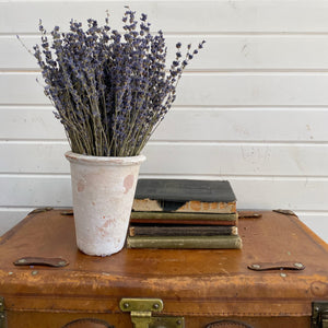 Lavender- Dried/Natural - Old English _sola_wood_flowers