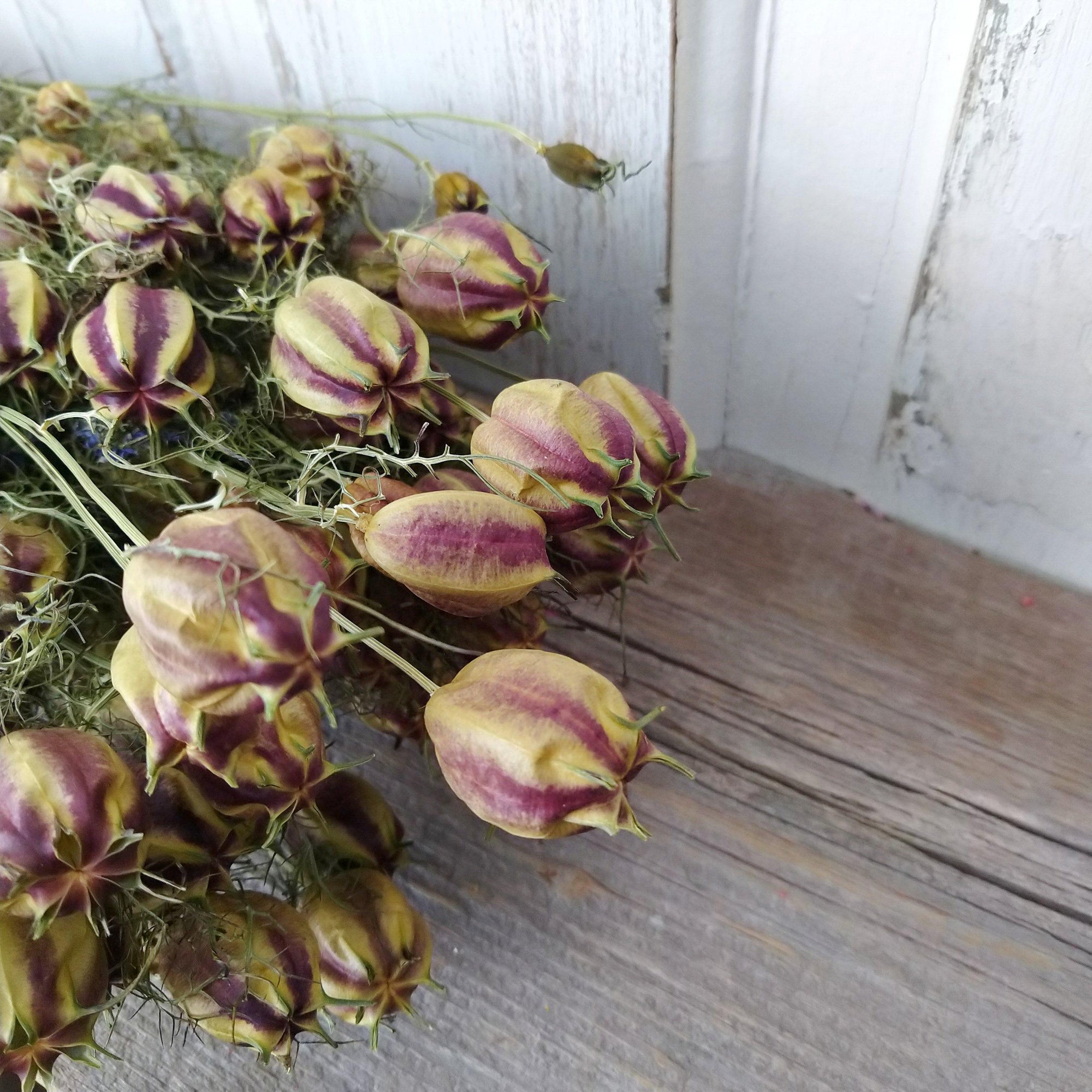 nigella flower seed heads Nigella (Love in the Mist) - Dried -3 to 4oz - Oh! You're Lovely