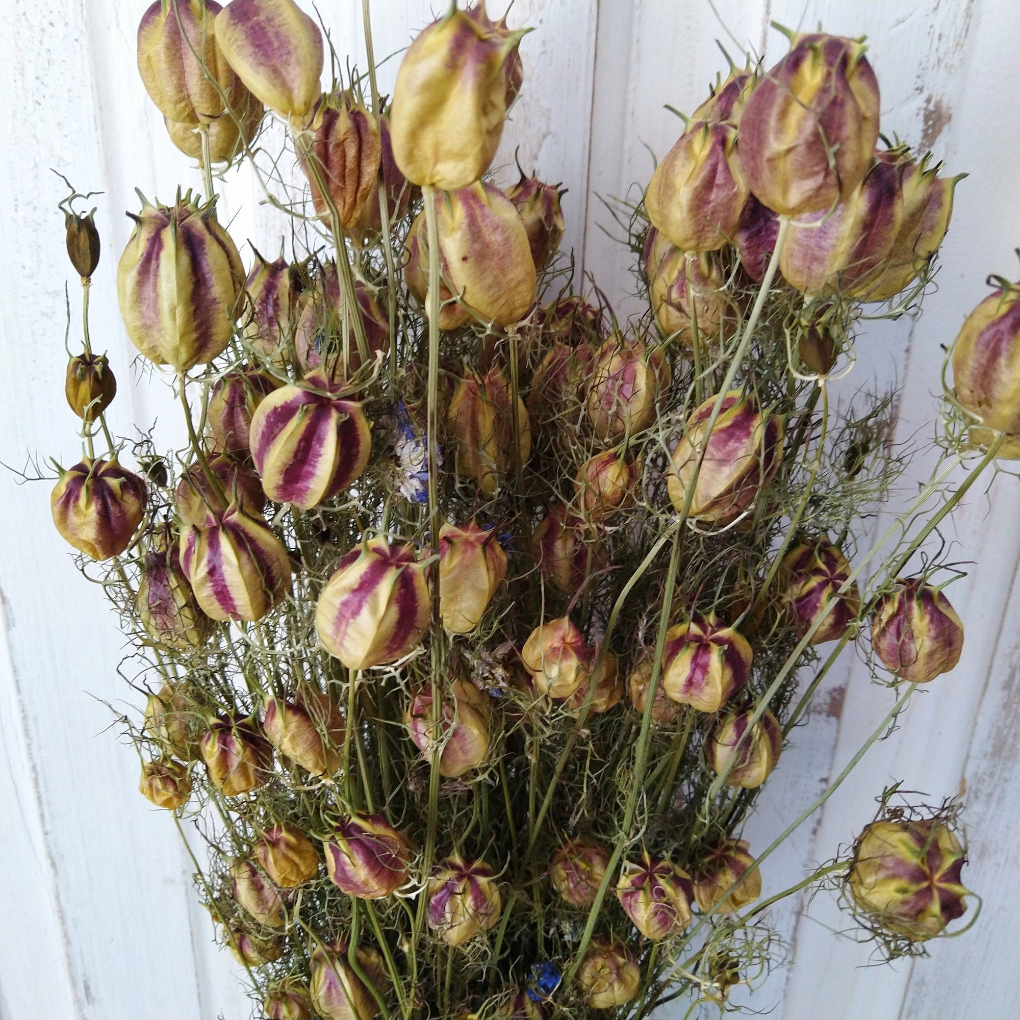 dried seed pods for flower arrangements Nigella (Love in the Mist) - Dried -3 to 4oz - Oh! You're Lovely