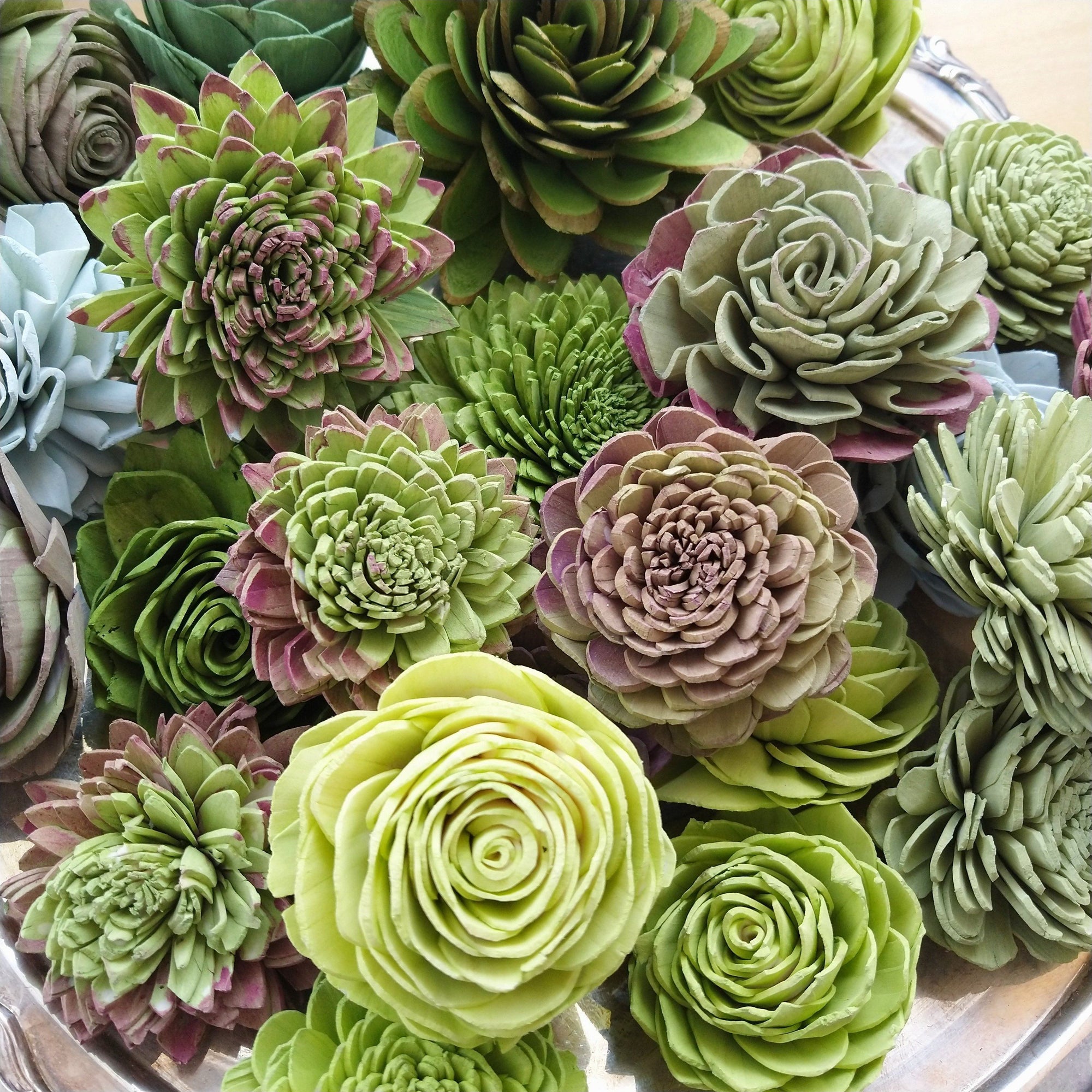 50 succulents Succulent Assortment - set of 50 - Oh! You're Lovely