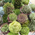 Succulent Assortment - set of 50 _sola_wood_flowers